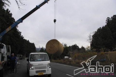 người đàn ông ở fukushima