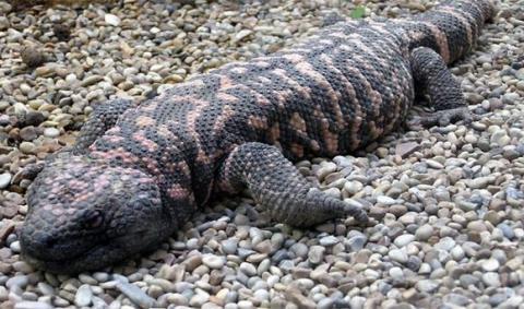 Những loài động vật có hình dáng dễ thương nhưng cực nguy hiểm Những loài động vật có hình dáng dễ thương nhưng cực nguy hiểm