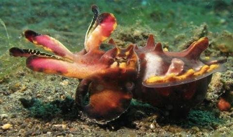 Những loài động vật có hình dáng dễ thương nhưng cực nguy hiểm Những loài động vật có hình dáng dễ thương nhưng cực nguy hiểm