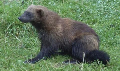 Những loài động vật có hình dáng dễ thương nhưng cực nguy hiểm Những loài động vật có hình dáng dễ thương nhưng cực nguy hiểm