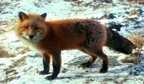 Những loài động vật có hình dáng dễ thương nhưng cực nguy hiểm Những loài động vật có hình dáng dễ thương nhưng cực nguy hiểm