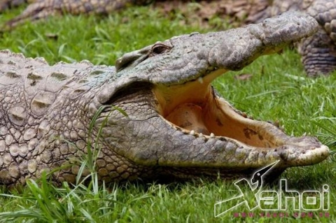 Khách du lịch hoảng hồn thấy cá sấu ăn thịt người