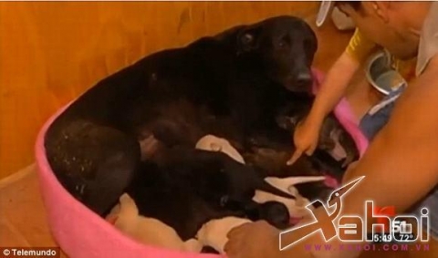 chó mẹ cứu 9 chó con 