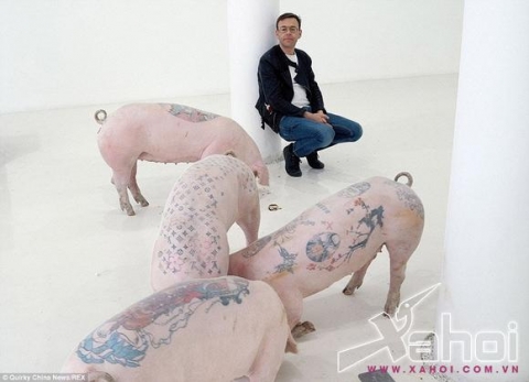 Xăm hình cho lợn để bán giá cao