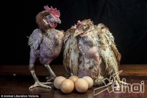 Những chú gà bị nhiễm bệnh bị 'ép' đẻ trứng mỗi ngày