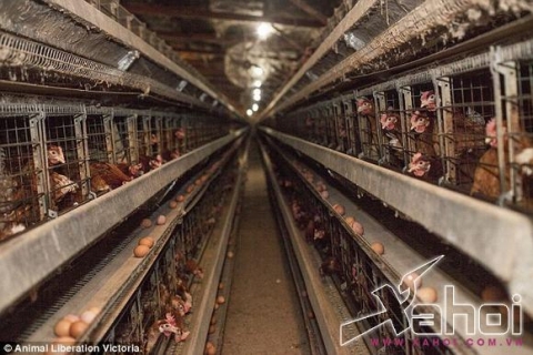 Những chú gà bị nhiễm bệnh bị 'ép' đẻ trứng mỗi ngày