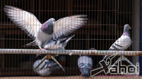 carrier-pigeons-are-xahoi.com.vn-1428911375