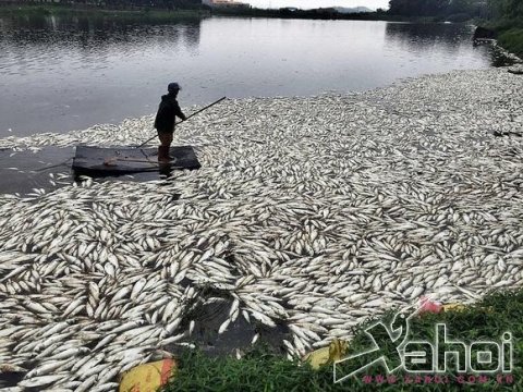 cá chết hàng loạt