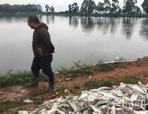 cá chết hàng loạt