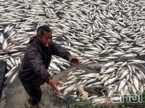 cá chết hàng loạt