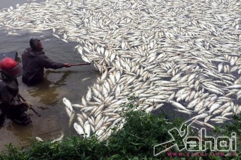 cá chết hàng loạt