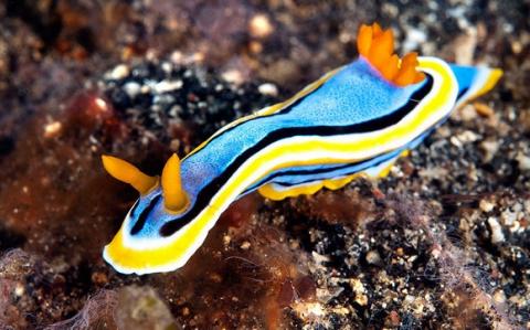 Hình ảnh tuyệt đẹp của những động vật dưới biển 15