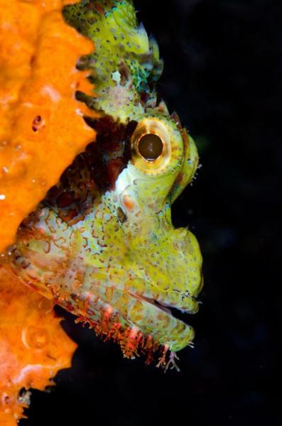 Hình ảnh tuyệt đẹp của những động vật dưới biển 0