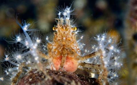 Hình ảnh tuyệt đẹp của những động vật dưới biển 14