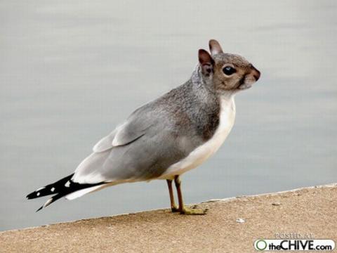 'Chết cười' với những hình ảnh động vật bị photoshop 20