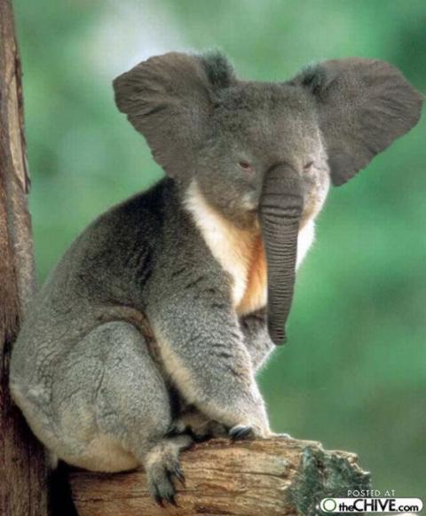 'Chết cười' với những hình ảnh động vật bị photoshop 11