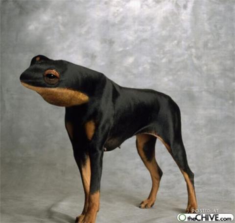 'Chết cười' với những hình ảnh động vật bị photoshop 10