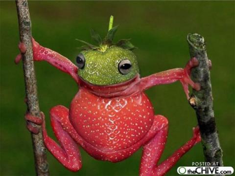 'Chết cười' với những hình ảnh động vật bị photoshop 9