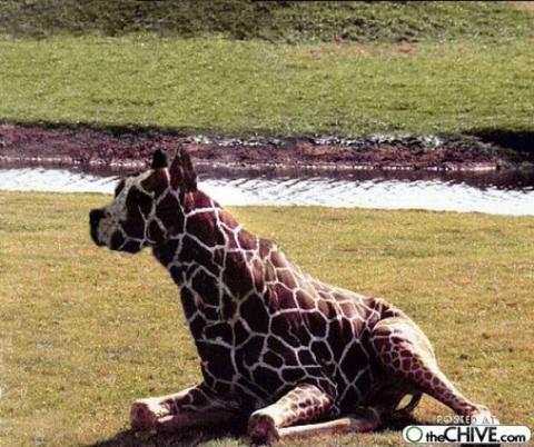 'Chết cười' với những hình ảnh động vật bị photoshop 8