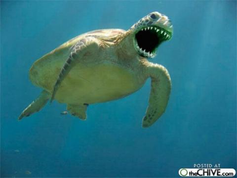 'Chết cười' với những hình ảnh động vật bị photoshop 6