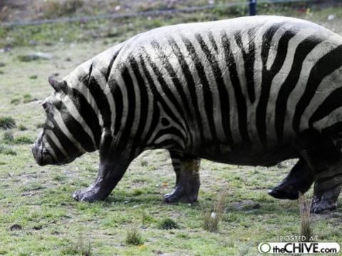 'Chết cười' với những hình ảnh động vật bị photoshop 4