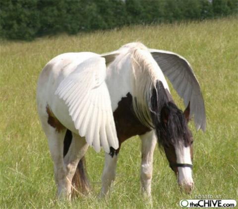 'Chết cười' với những hình ảnh động vật bị photoshop 3