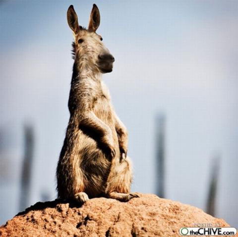 'Chết cười' với những hình ảnh động vật bị photoshop 19