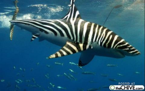 'Chết cười' với những hình ảnh động vật bị photoshop 18