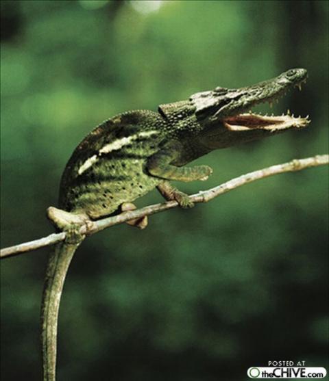 'Chết cười' với những hình ảnh động vật bị photoshop 17