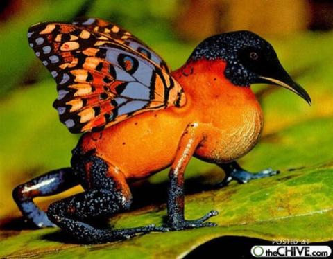 'Chết cười' với những hình ảnh động vật bị photoshop 16