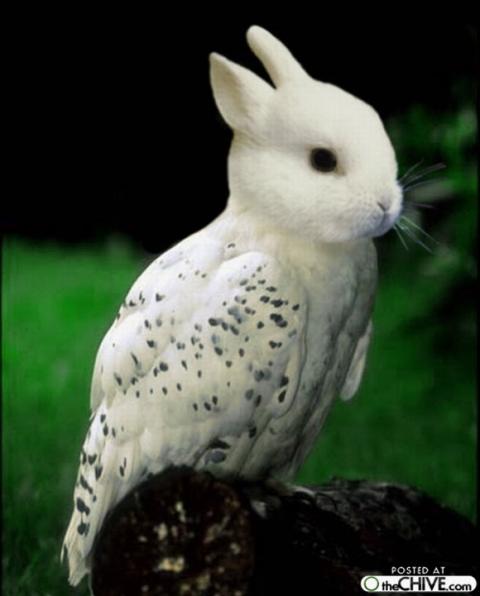 'Chết cười' với những hình ảnh động vật bị photoshop 15