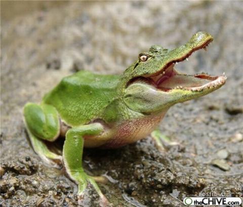 'Chết cười' với những hình ảnh động vật bị photoshop 13