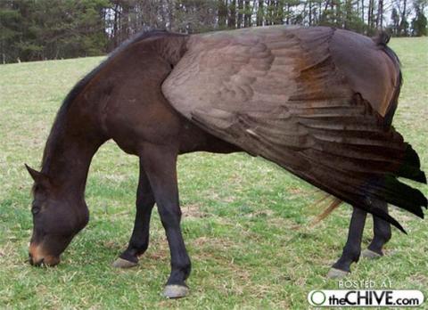 'Chết cười' với những hình ảnh động vật bị photoshop 21