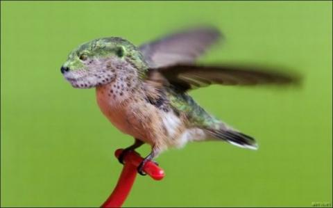 'Chết cười' với những hình ảnh động vật bị photoshop 23