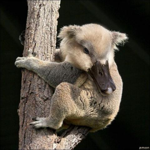 'Chết cười' với những hình ảnh động vật bị photoshop 22