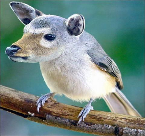 'Chết cười' với những hình ảnh động vật bị photoshop 21