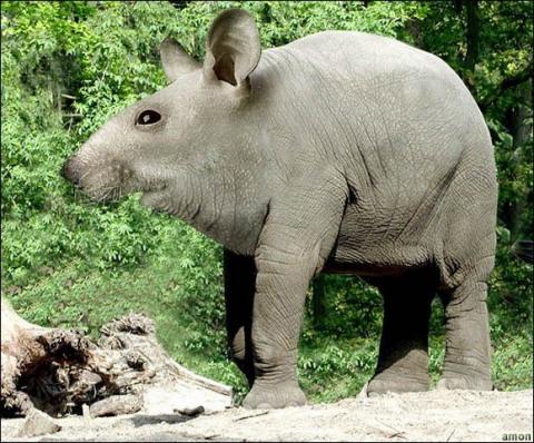 'Chết cười' với những hình ảnh động vật bị photoshop 20