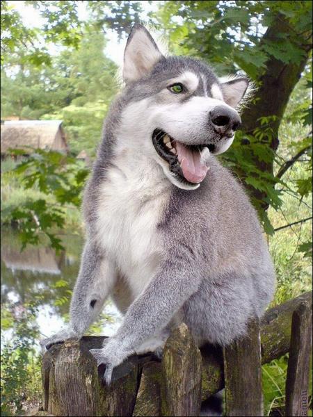 'Chết cười' với những hình ảnh động vật bị photoshop 17