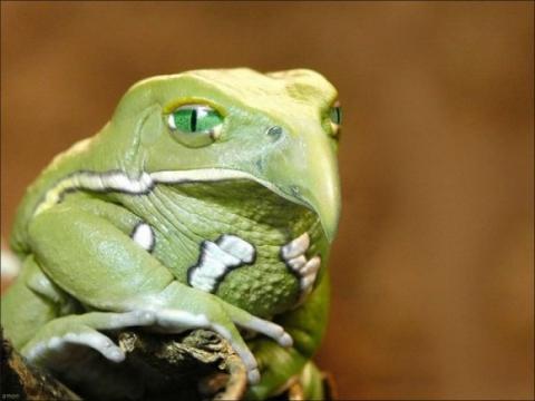 'Chết cười' với những hình ảnh động vật bị photoshop 16