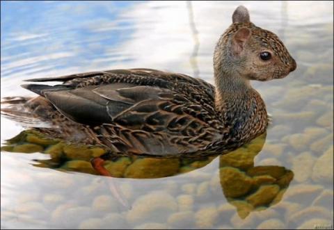 'Chết cười' với những hình ảnh động vật bị photoshop 13