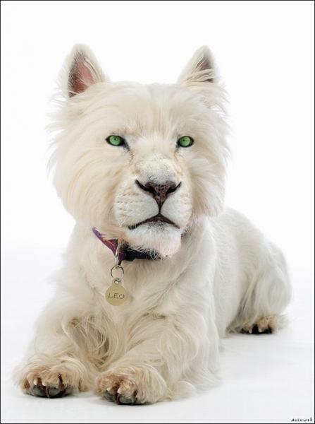 'Chết cười' với những hình ảnh động vật bị photoshop 12