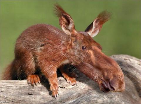 'Chết cười' với những hình ảnh động vật bị photoshop 11