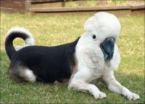 'Chết cười' với những hình ảnh động vật bị photoshop 7