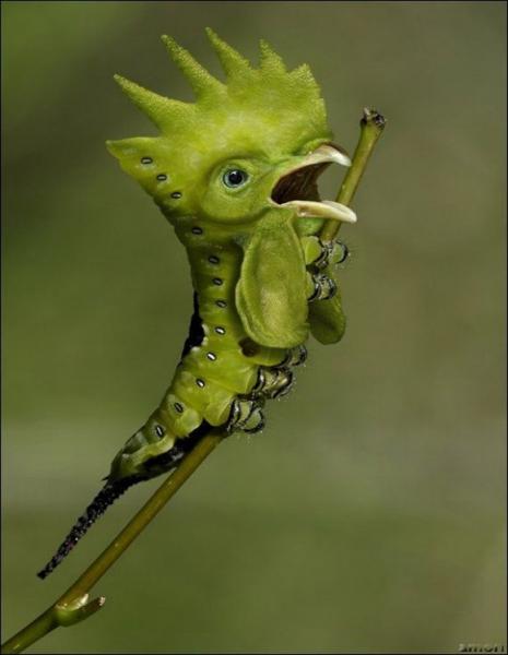 'Chết cười' với những hình ảnh động vật bị photoshop 6