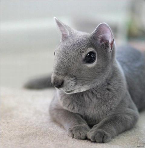 'Chết cười' với những hình ảnh động vật bị photoshop 5