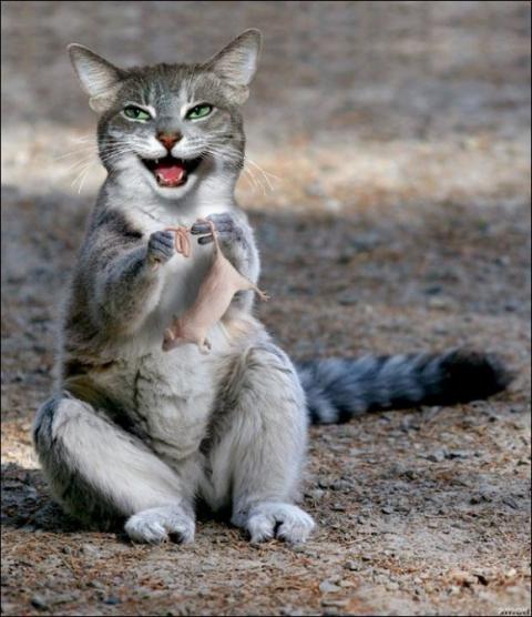 'Chết cười' với những hình ảnh động vật bị photoshop 4