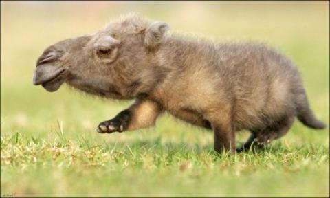 'Chết cười' với những hình ảnh động vật bị photoshop 3