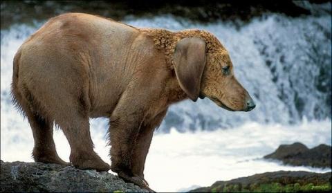 'Chết cười' với những hình ảnh động vật bị photoshop 1