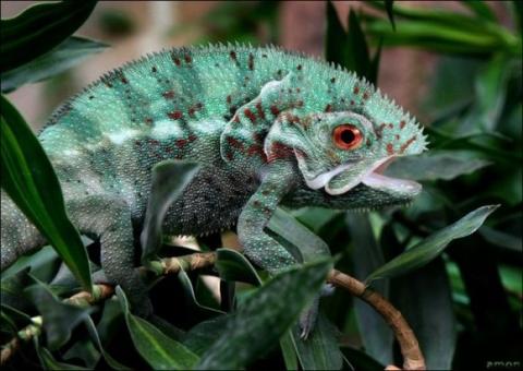 'Chết cười' với những hình ảnh động vật bị photoshop 0