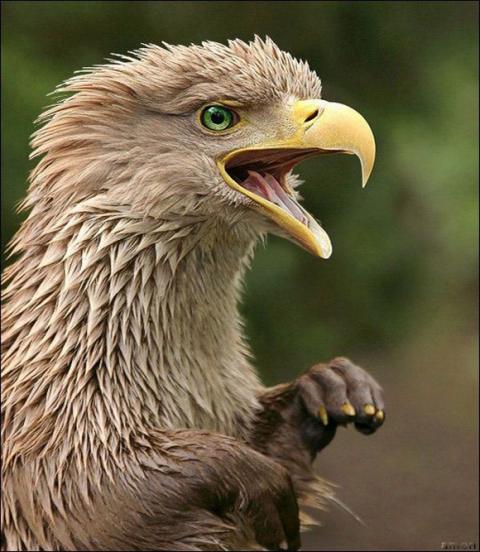 'Chết cười' với những hình ảnh động vật bị photoshop 25